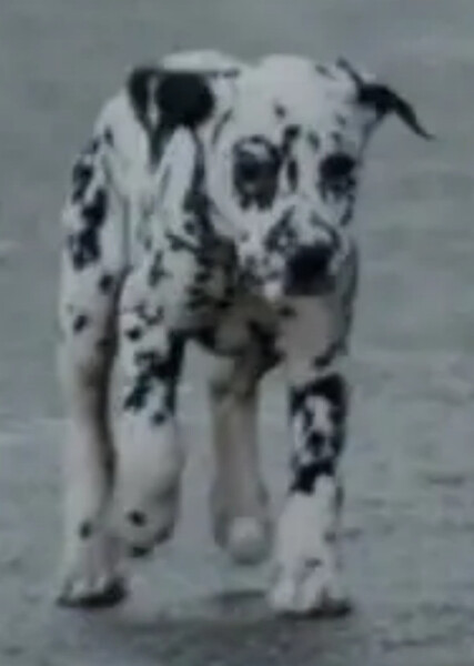 Lucky (101 Dalmatians) photo