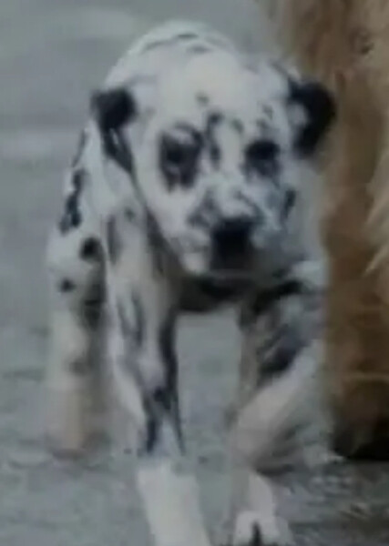 Lucky (101 Dalmatians) photo