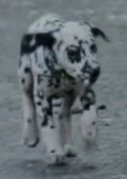Lucky (101 Dalmatians) photo