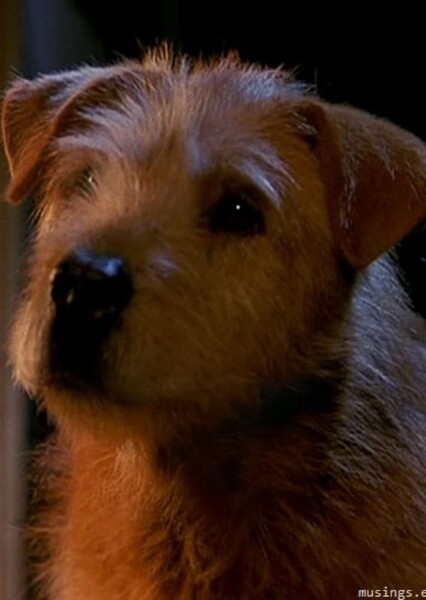 Lucky (Dr. Dolittle) photo