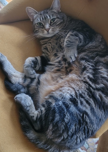 Lucy the cat photo