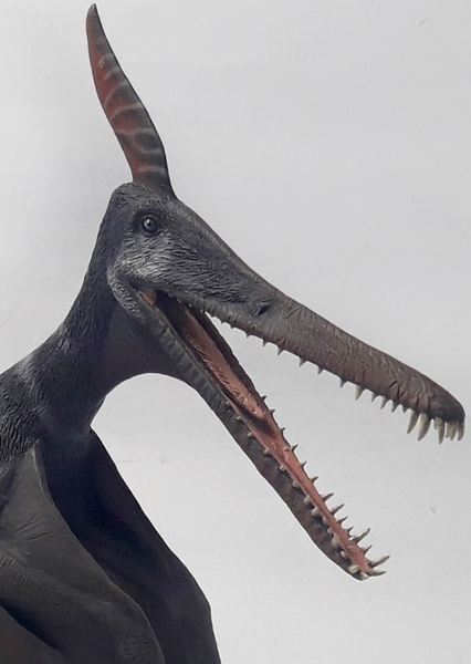 Ludodactylus photo