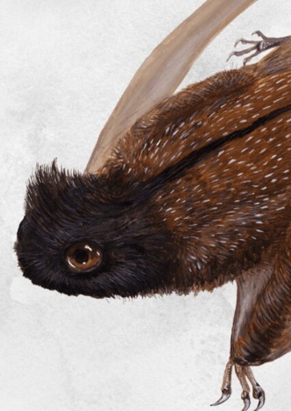Luopterus