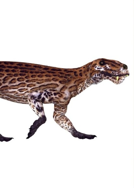 Lycaenops