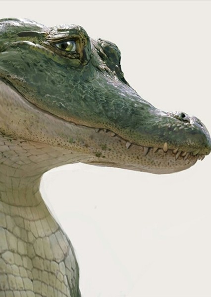 Lyle the Crocodile photo