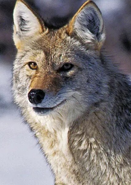 Mama Coyote