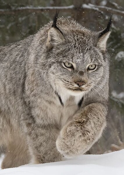 Lynx photo