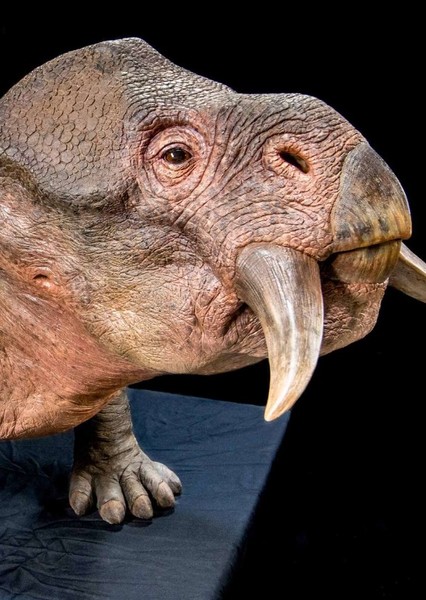 Lystrosaurus photo
