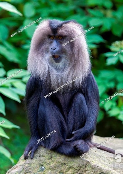 Macaca silenus