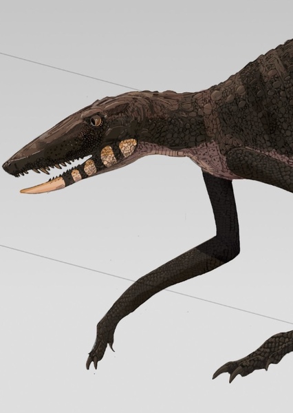 Macelognathus