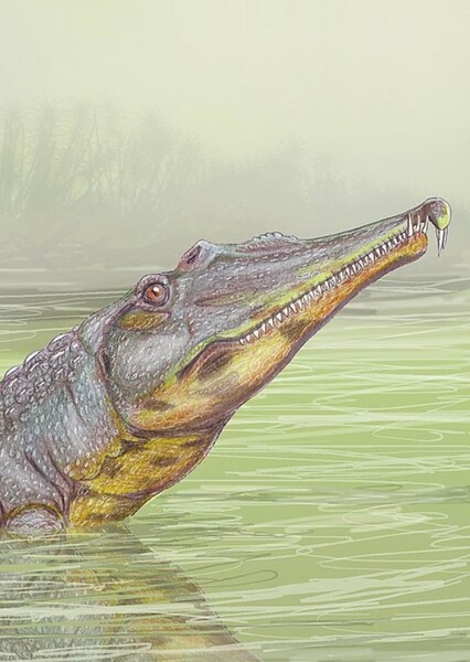 Machaeroprosopus