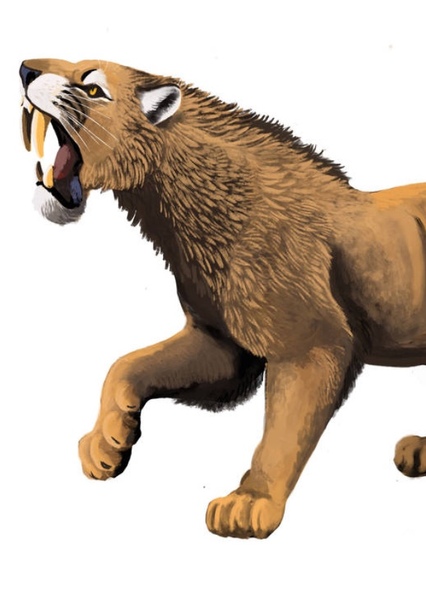 Machairodus photo