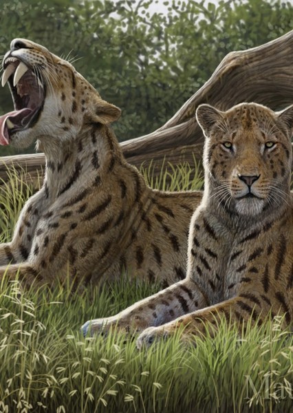 Machairodus photo