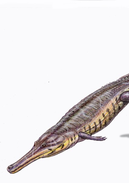 Machimosuchus photo