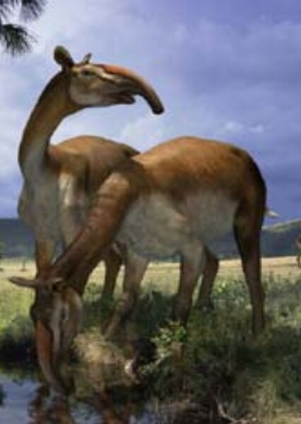 Macrauchenia (Walking with Beasts)