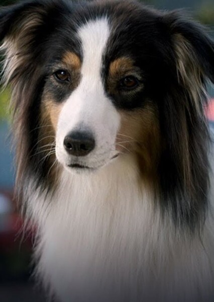 Maggie (Strays)