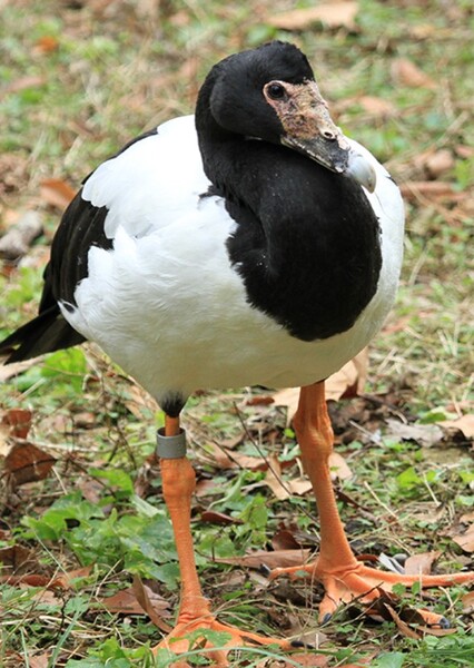 Magpie Goose