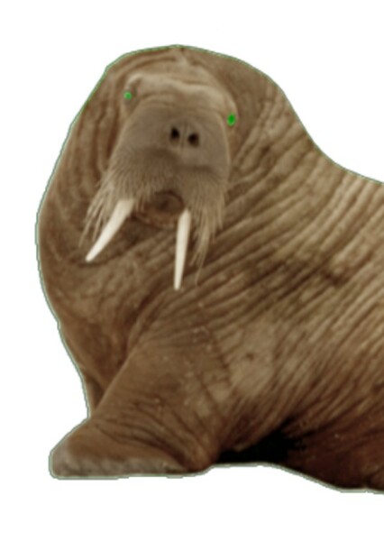 Maguma