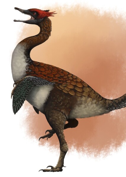 Mahakala (Dinosaur)