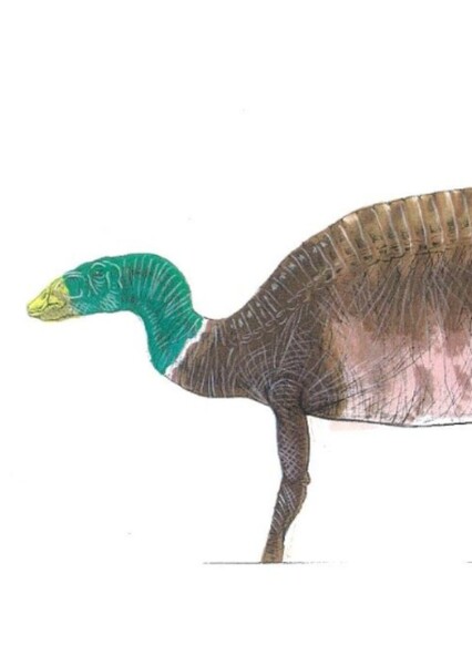 Maiasaura photo