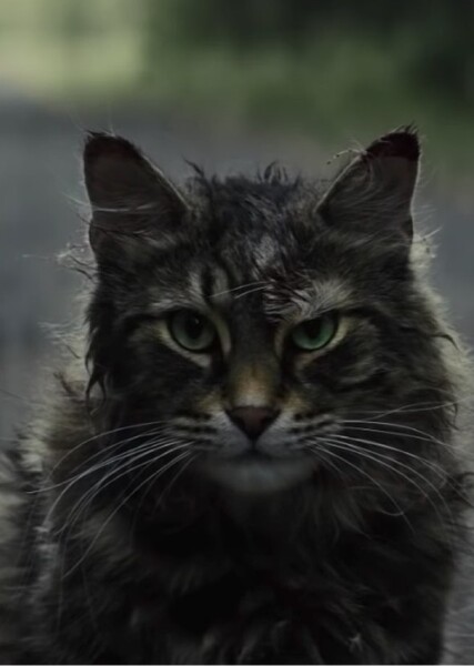 Maine Coon