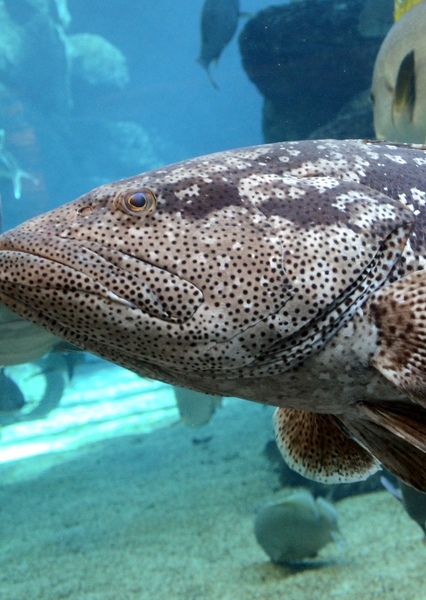 Malabar Grouper