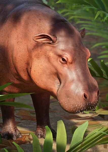 Malagasy Hippopotamus