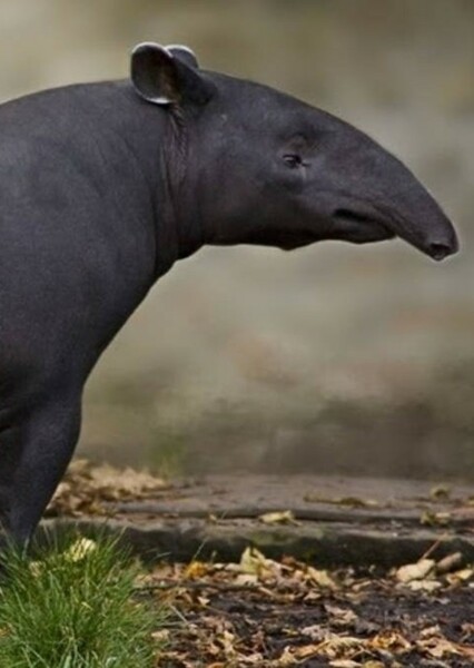Malayan Tapir