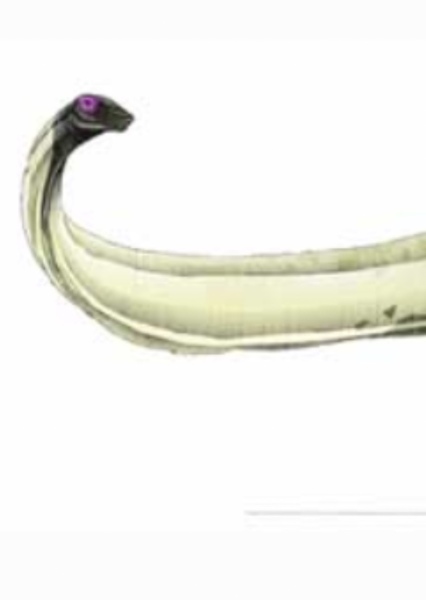 Mamenchisaurus photo