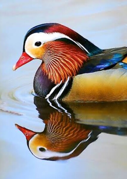 Mandarin Duck
