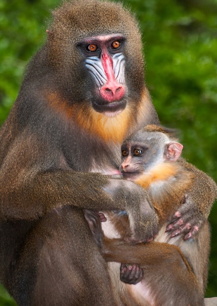Mandrill photo