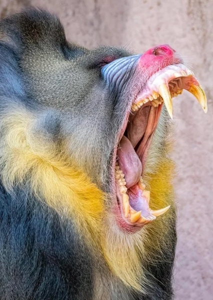 Mandrill photo