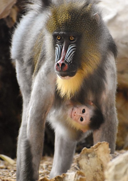 Mandrill photo