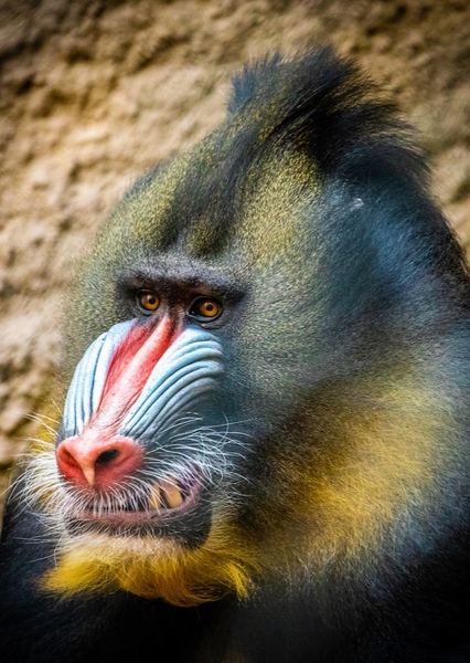 Mandrill photo