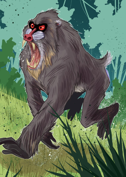 Mandrill photo