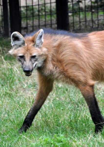 Maned wolf