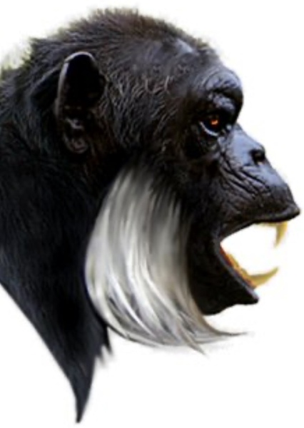 Mangani photo