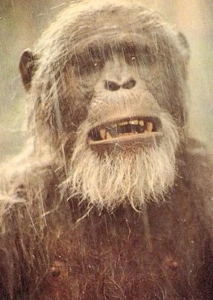 Mangani photo