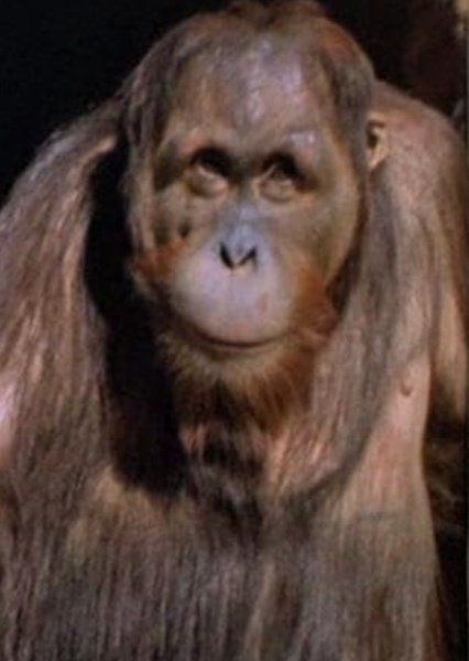 Manis the Orangutan