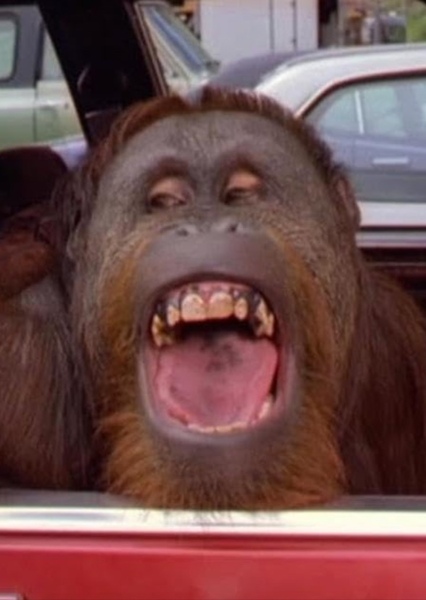 Manis the Orangutan photo