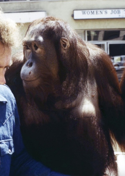 Manis the Orangutan photo