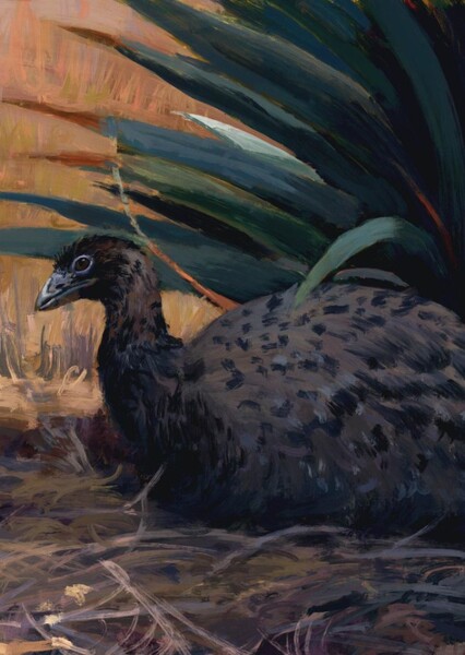 Mantell's Moa