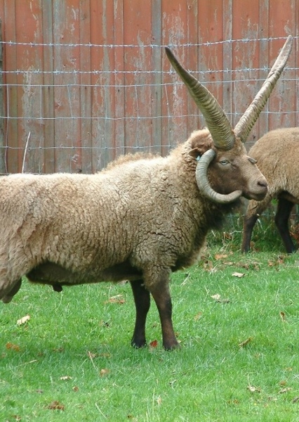Manx Loaghtan