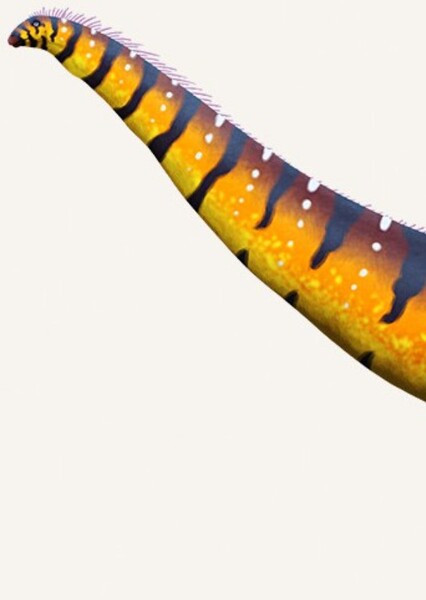 Maraapunisaurus