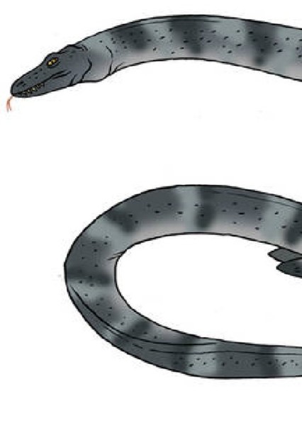Marine Serpent Dragon