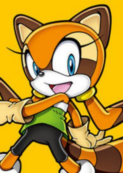 Marine the Raccoon photo