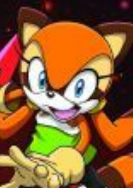 Marine the Raccoon photo