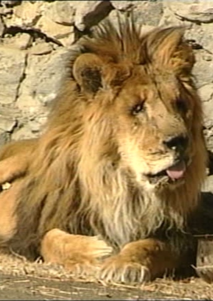 Marjan the Lion