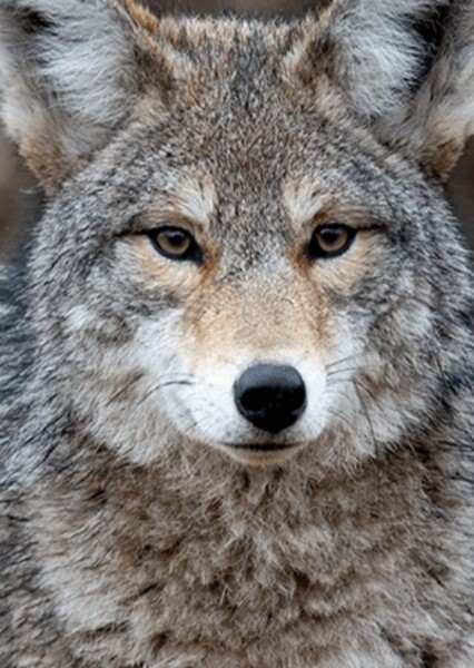 Papa Coyote
