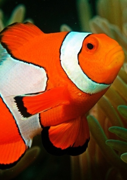 Marlin (Alec Baldwin)